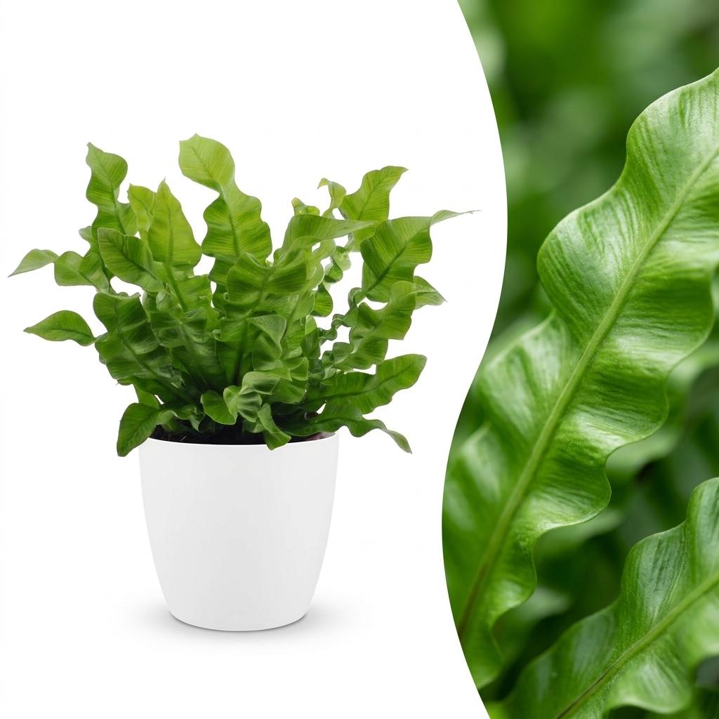 Une Asplenium Crispy Wave, ou Fougère Crispy Wave, avec son feuillage vert vif et ondulé dans un pot blanc de 12cm