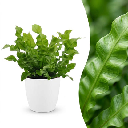 Une Asplenium Crispy Wave, ou Fougère Crispy Wave, avec son feuillage vert vif et ondulé dans un pot blanc de 12cm