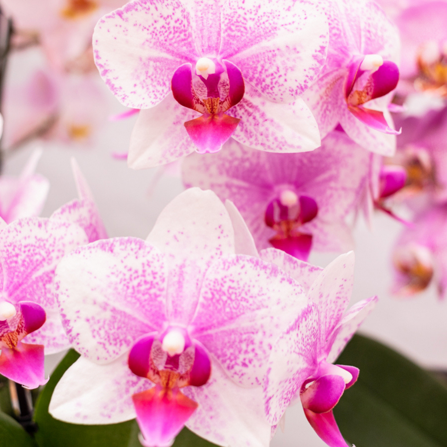 Orchidée Phalaenopsis rose en pot