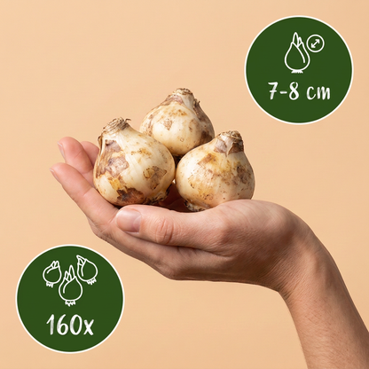 Bulbes de Jacinthe des bois tenus dans une main, calibre 7-8 cm, lot de 160 bulbes.