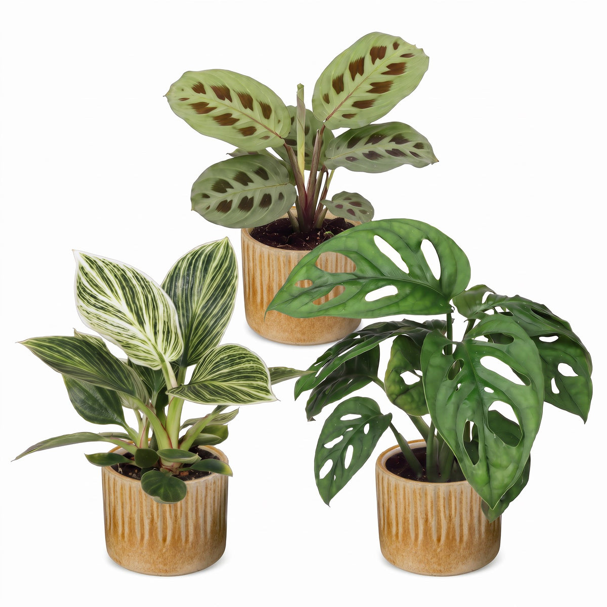 Box surprise plantes en pot de 6 cm, 3 plantes, cache-pot miel