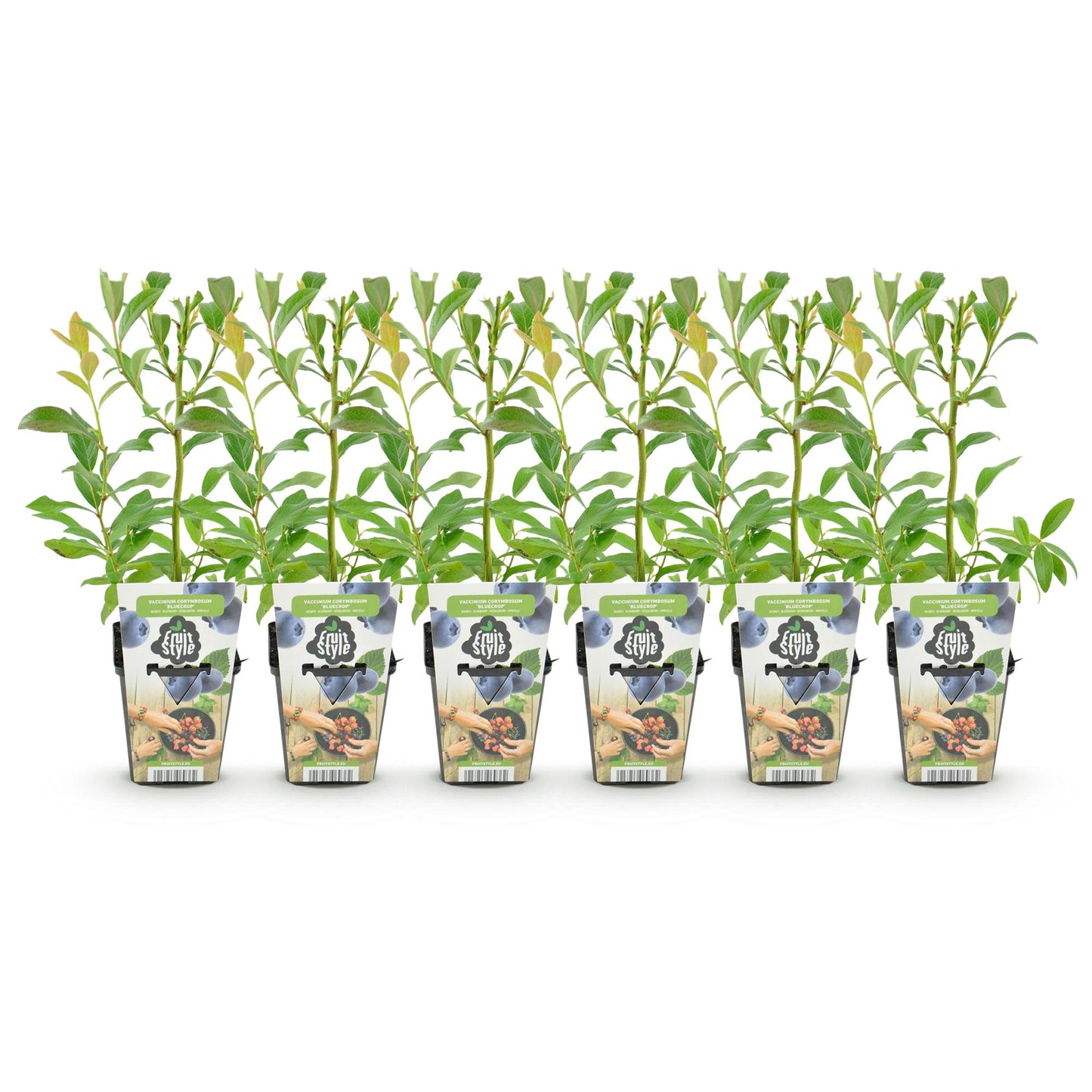Myrtille Vaccinium corymbossum Bluecrop : Plusieurs plants en pot de 9cm avec étiquette décorée 'Fruit Style' sur fond blanc.
