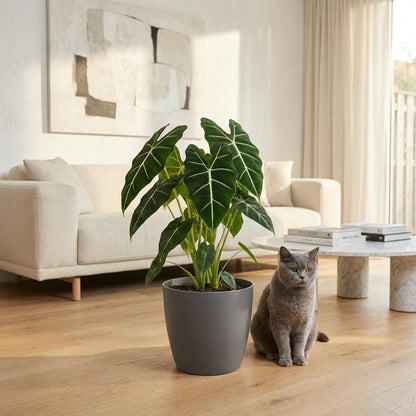 Plante d'intérieur - Oreille d'éléphant - Alocasia Frydek - Vert - Entretien facile - 1 Plante - avec Potter Gris - Pot 19cm - Hauteur 60cm