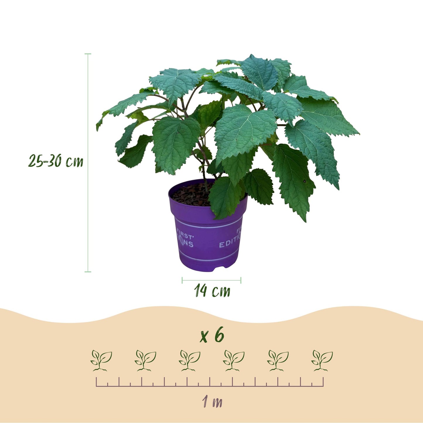 Hortensia 'FlowerWOW', jeune plant en pot violet avec ses dimensions (hauteur 25-30 cm, pot 14 cm) et une suggestion d'espacement pour 6 pla