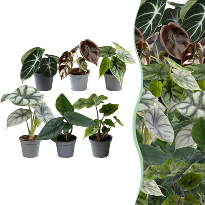 Lot de 6 bébés Alocasia Cuprea Red, Dragon Scale, Ninja, Silver Dragon, Scalprum et Jacklyn en pot de 6 cm