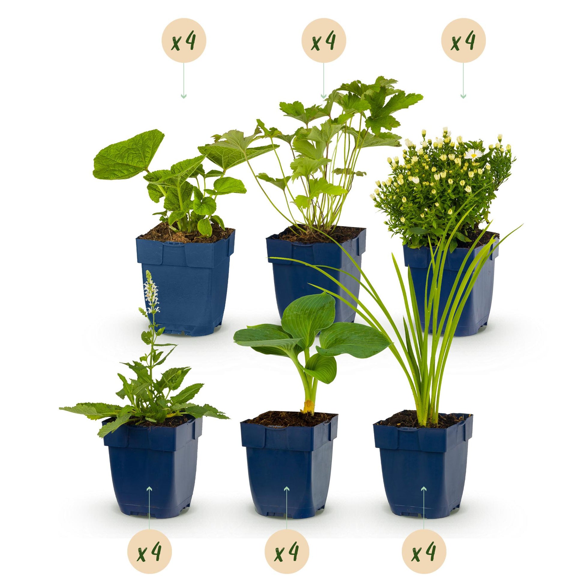 Kit de plantes vivaces à fleurs blanches et variées, 6 variétés différentes en pots bleus, chacune avec une bulle "x4" pour un total de 24 p