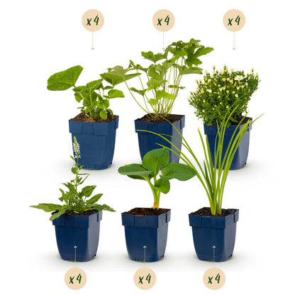 Kit de plantes vivaces à fleurs blanches et variées, 6 variétés différentes en pots bleus, chacune avec une bulle "x4" pour un total de 24 p