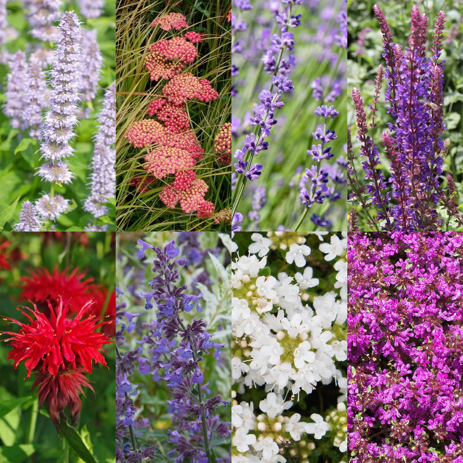 Mélange de 6 plantes vivaces parfumées pour massifs, incluant monarde rouge, lavande violette, achillée rose et menthe.