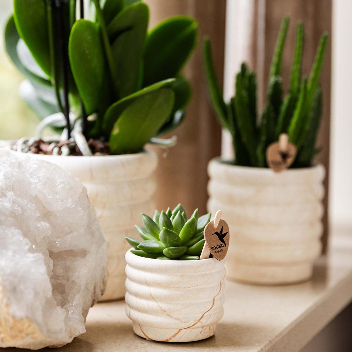 Orchidée Phalaenopsis blanche en pot
