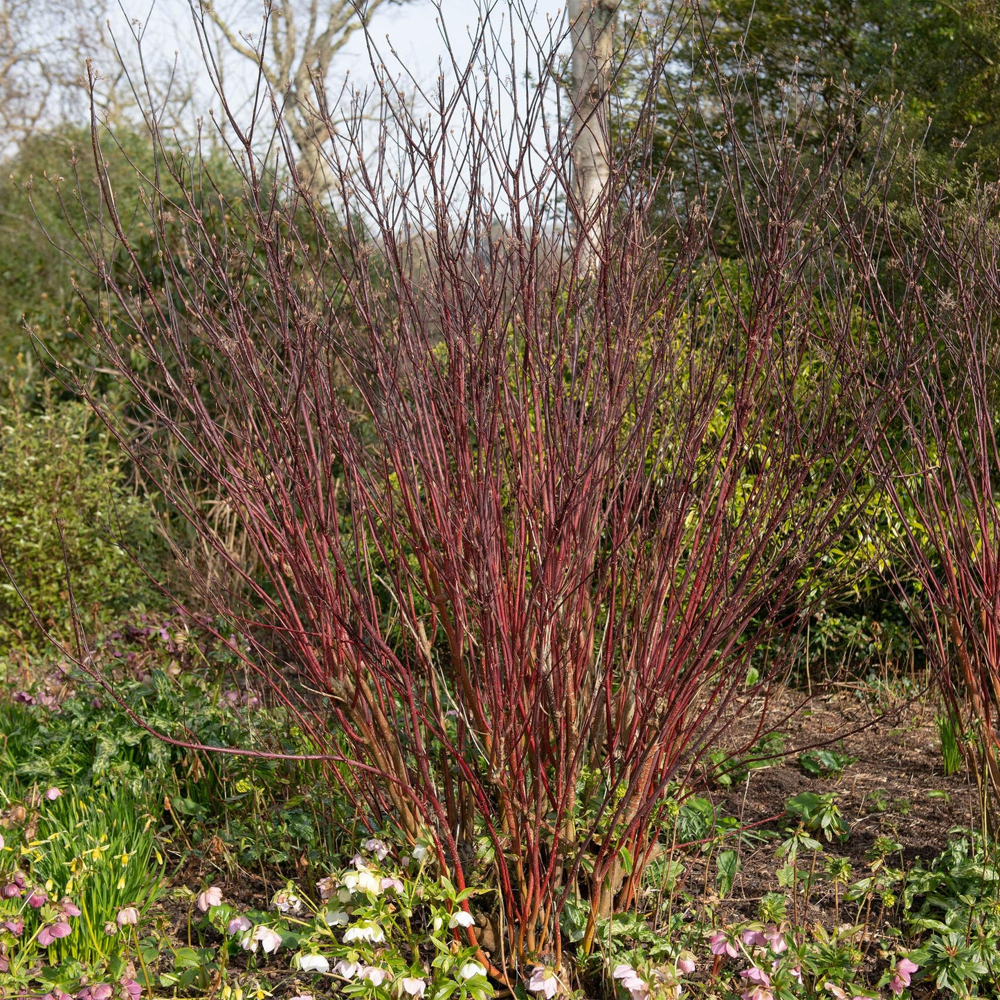 Cornus sibirica. Arbre à Cornouiller de Sibérie aux branches rouges vives, ajoutant une touche colorée au jardin en hiver.