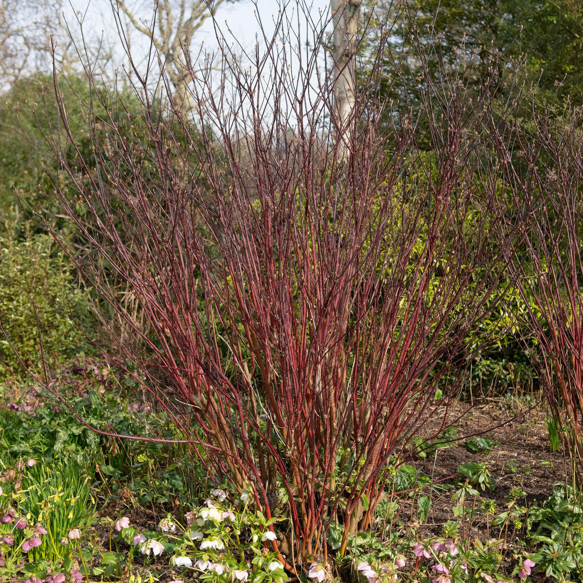 Cornus sibirica. Arbre à Cornouiller de Sibérie aux branches rouges vives, ajoutant une touche colorée au jardin en hiver.