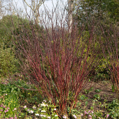 Cornus sibirica. Arbre à Cornouiller de Sibérie aux branches rouges vives, ajoutant une touche colorée au jardin en hiver.