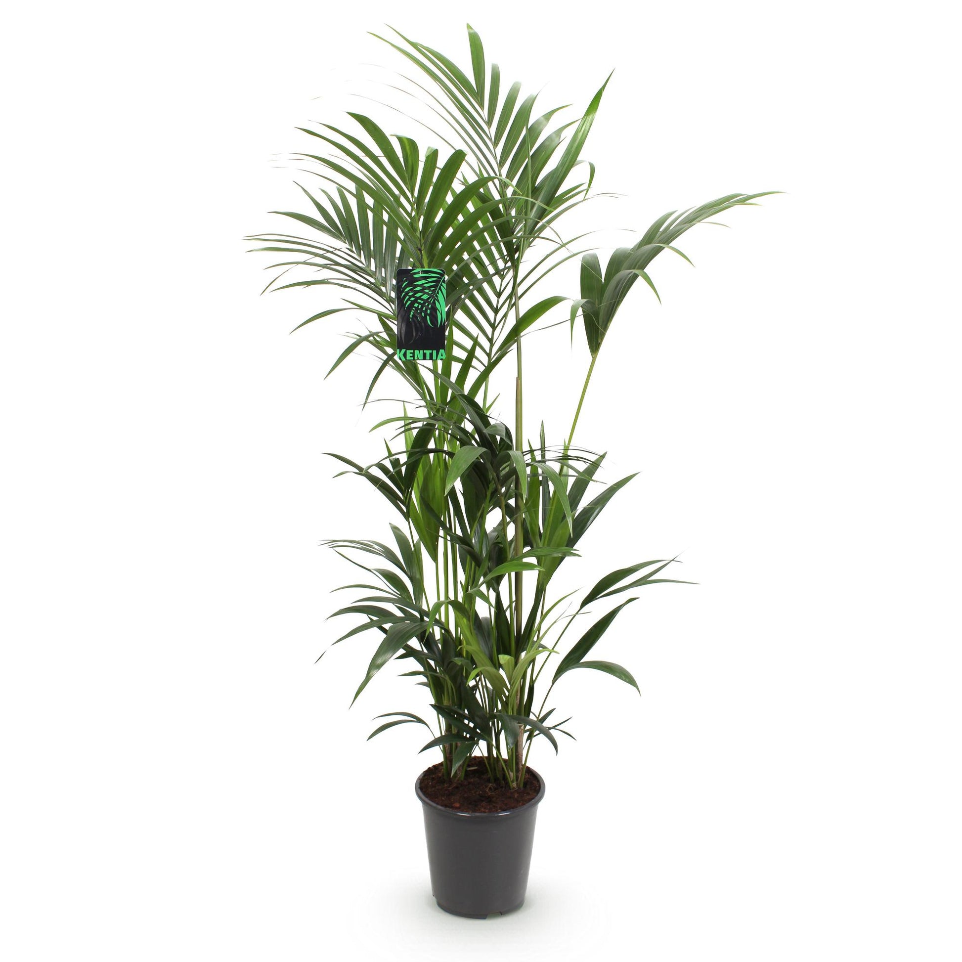 Plante d'intérieur - Howea Forsteriana - Palmier Kentia - Peu d'entretien - Vert - 1 plante - Pot 27cm - Hauteur 160-170cm