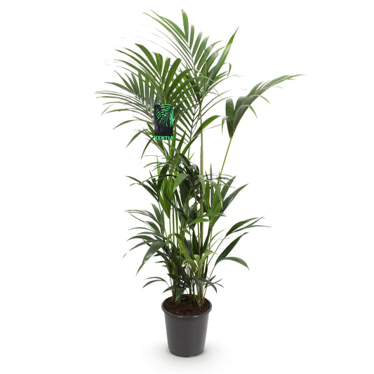 Plante d'intérieur - Howea Forsteriana - Palmier Kentia - Peu d'entretien - Vert - 1 plante - Pot 27cm - Hauteur 160-170cm