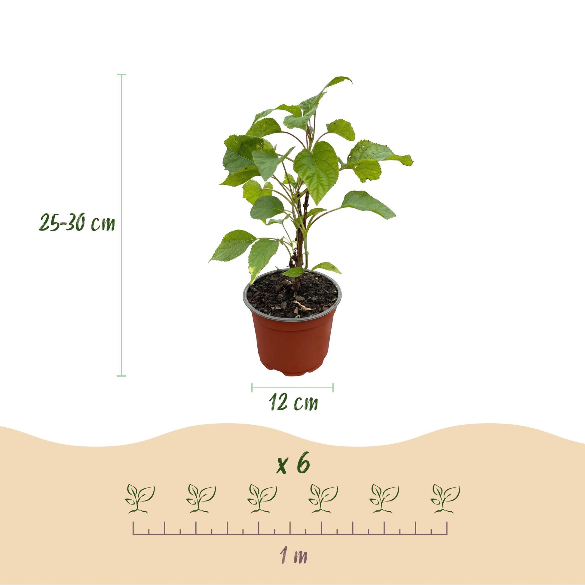 Hydrangea arborescens Annabelle : Un plant en pot, avec indication de la hauteur (25-30 cm), du diamètre du pot (12 cm) et de l'espacement p