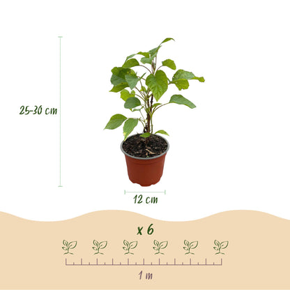 Hydrangea arborescens Annabelle : Un plant en pot, avec indication de la hauteur (25-30 cm), du diamètre du pot (12 cm) et de l'espacement p