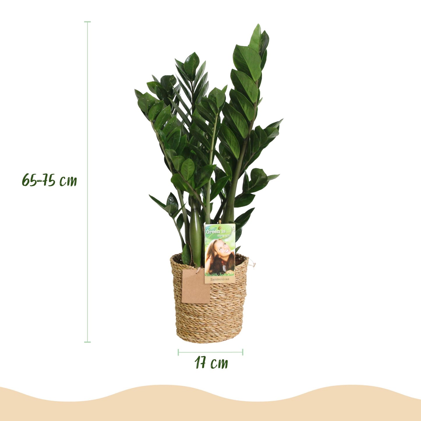 Plantes d'intérieur - Zamioculcas - Plante ZZ - Peu d'entretien - avec panier - Vert - 1 Plante - Pot 17cm - Hauteur 65-75cm