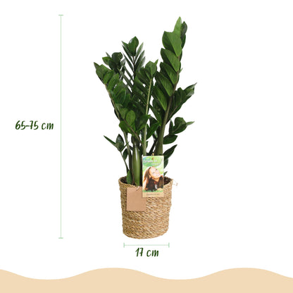 Plantes d'intérieur - Zamioculcas - Plante ZZ - Peu d'entretien - avec panier - Vert - 1 Plante - Pot 17cm - Hauteur 65-75cm