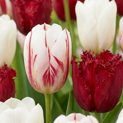 Tulipes 'Dutch Design' blanches striées de rouge et tulipes rouges à bords frangés en fleurs.