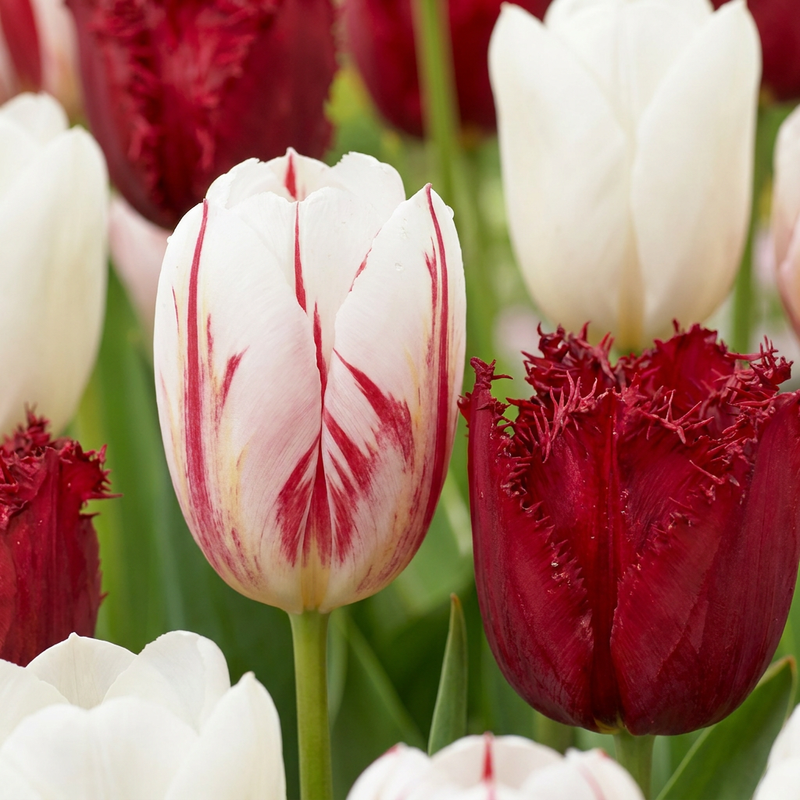 Tulipe 'Dutch Design' (Tulipa) - floraison printanière - calibre 11/12