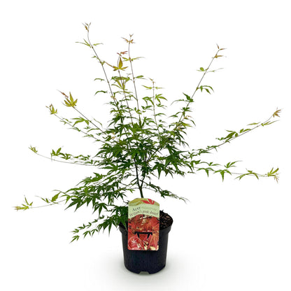 Acer palmatum Pink Dwarf : jeune plant avec feuillage vert luxuriant, en pot noir sur fond blanc. Prêt à être planté et à embellir votre jar