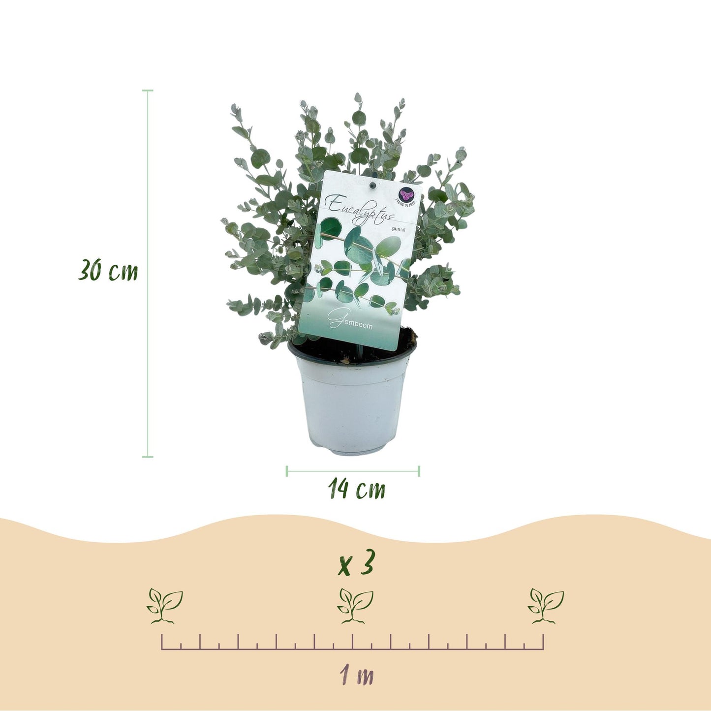 Eucalyptus gunni : Infographie montrant un plant en pot, hauteur de 30 cm, diamètre du pot de 14 cm, et un espacement de 1 mètre pour 3 plan