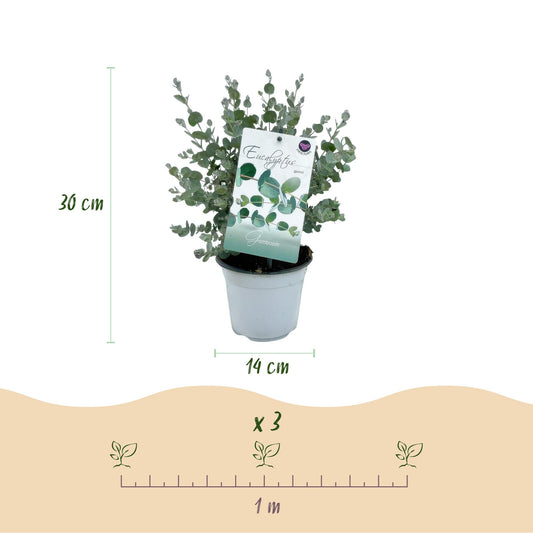 Eucalyptus gunni : Infographie montrant un plant en pot, hauteur de 30 cm, diamètre du pot de 14 cm, et un espacement de 1 mètre pour 3 plan