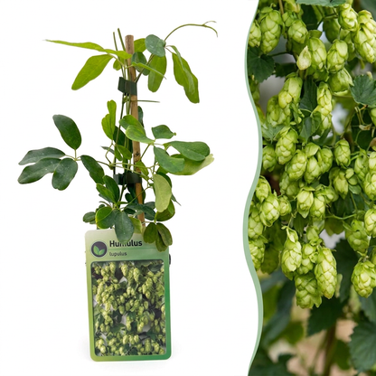 Houblon (Humulus lupulus) - grimpante fleurie