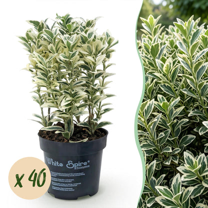 Euonymus japonicus White Spire, lot de 40 plants en pot sur fond blanc, avec une vue rapprochée du feuillage panaché vert et crème en arrièr