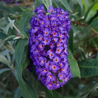 Buddleja davidii Empire Blue. Gros plan sur la grappe de fleurs violettes intenses à cœur orange de l'arbre à papillons.
