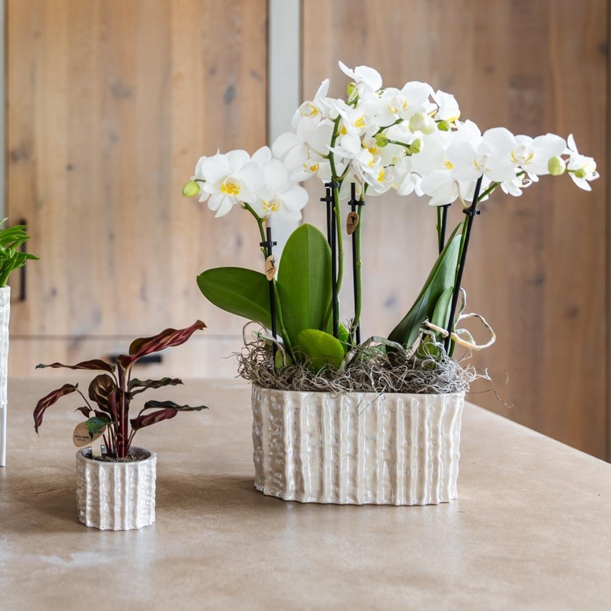 Cache-pot double en céramique nacrée - deux plantes côte à côte - mise en scène avec une plante