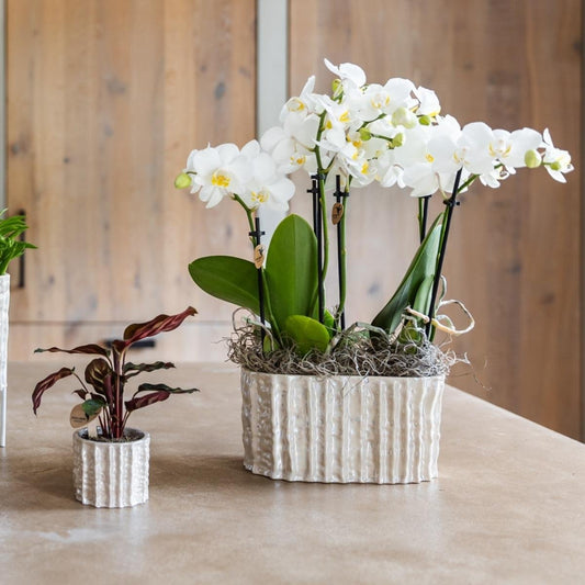 Cache-pot double en céramique nacrée - deux plantes côte à côte - mise en scène avec une plante