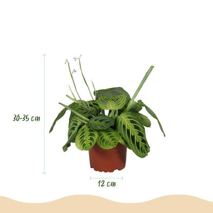 Plante d'intérieur - Maranta Fascinator Lemon Lime - Plante de prière - Plante conviviale pour les animaux - Vert - 1 Plante - avec Panier - Pot 12cm - Hauteur 25cm