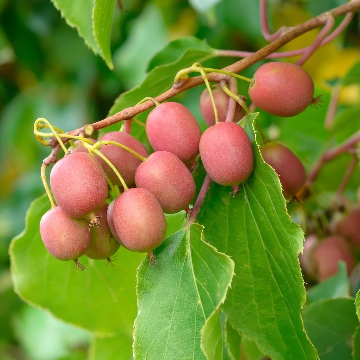 Actinidia arguta Weiki : Gros plan sur une grappe de kiwis mâles aux fruits rouges et pourpres en formation sur la branche feuillue.