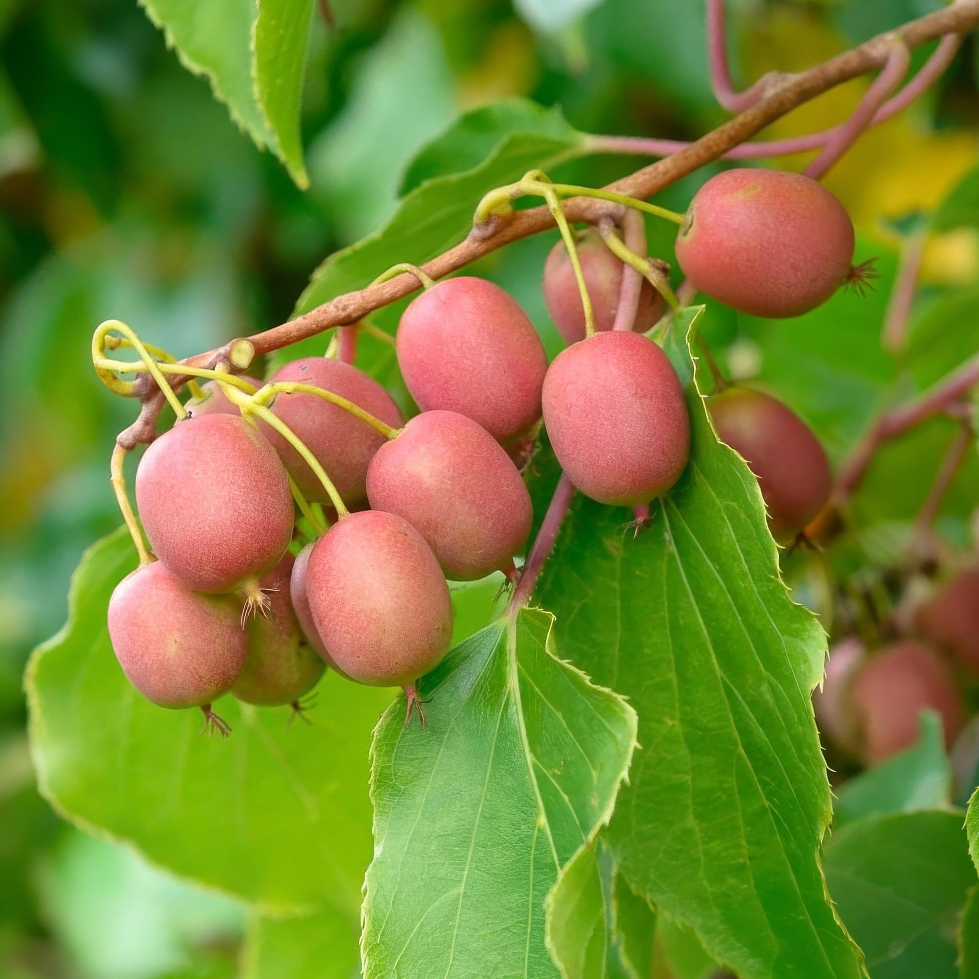 Actinidia arguta Weiki : Gros plan sur une grappe de kiwis mâles aux fruits rouges et pourpres en formation sur la branche feuillue.