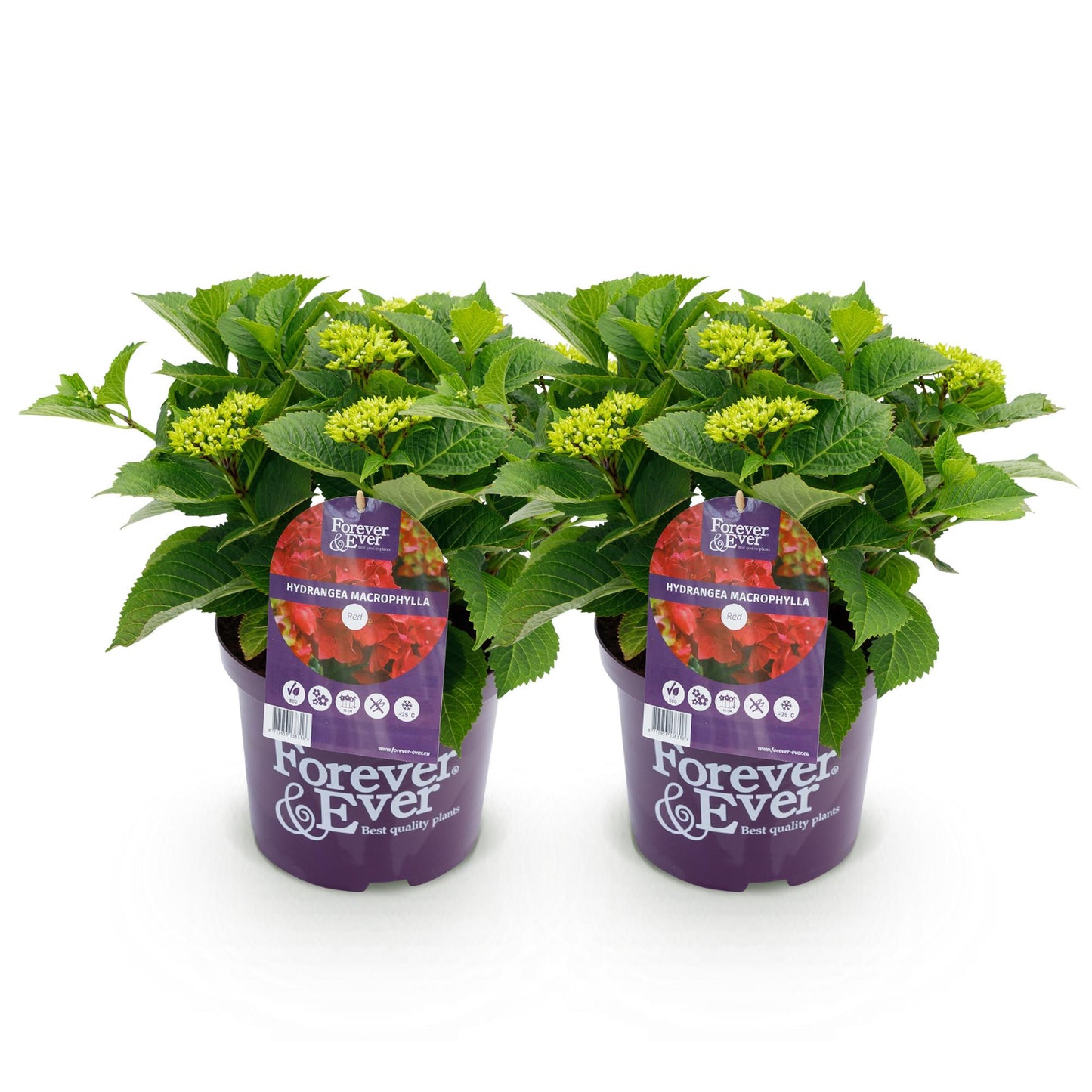 Hortensia Hydrangea Forever & Ever bleu, 2 plants en pot violet avec des feuilles vertes et des bourgeons floraux sur fond blanc uni.
