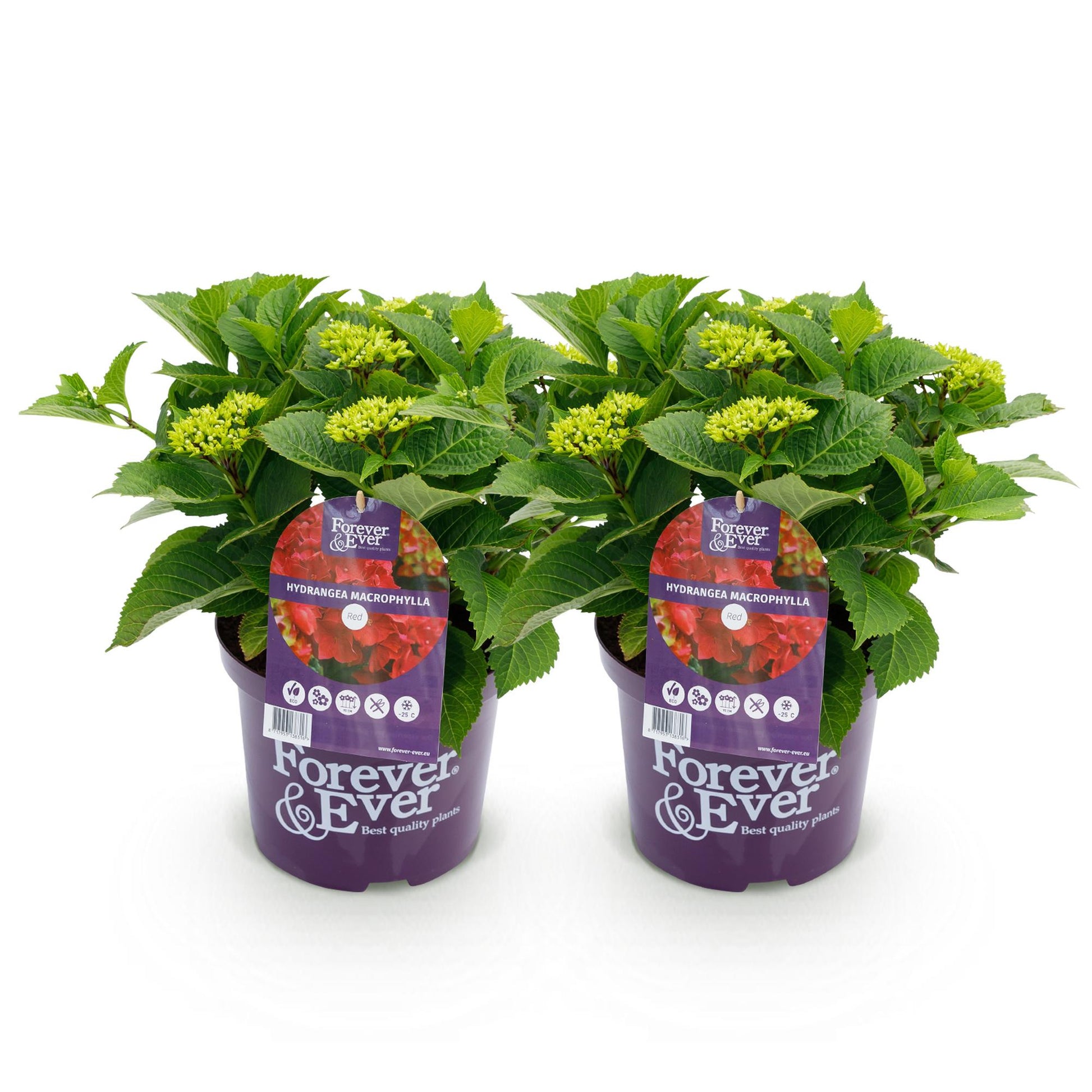 Hortensia Hydrangea Forever & Ever bleu, 2 plants en pot violet avec des feuilles vertes et des bourgeons floraux sur fond blanc uni.
