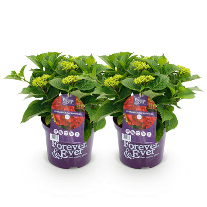 Hortensia Hydrangea Forever & Ever bleu, 2 plants en pot violet avec des feuilles vertes et des bourgeons floraux sur fond blanc uni.