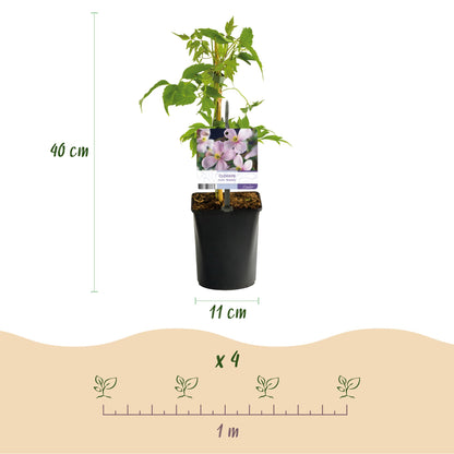 Clématite montana Rubens : infographie montrant un plant en pot, avec sa hauteur de 40 cm et son pot de 11 cm. En bas, espacement de 1 mètre