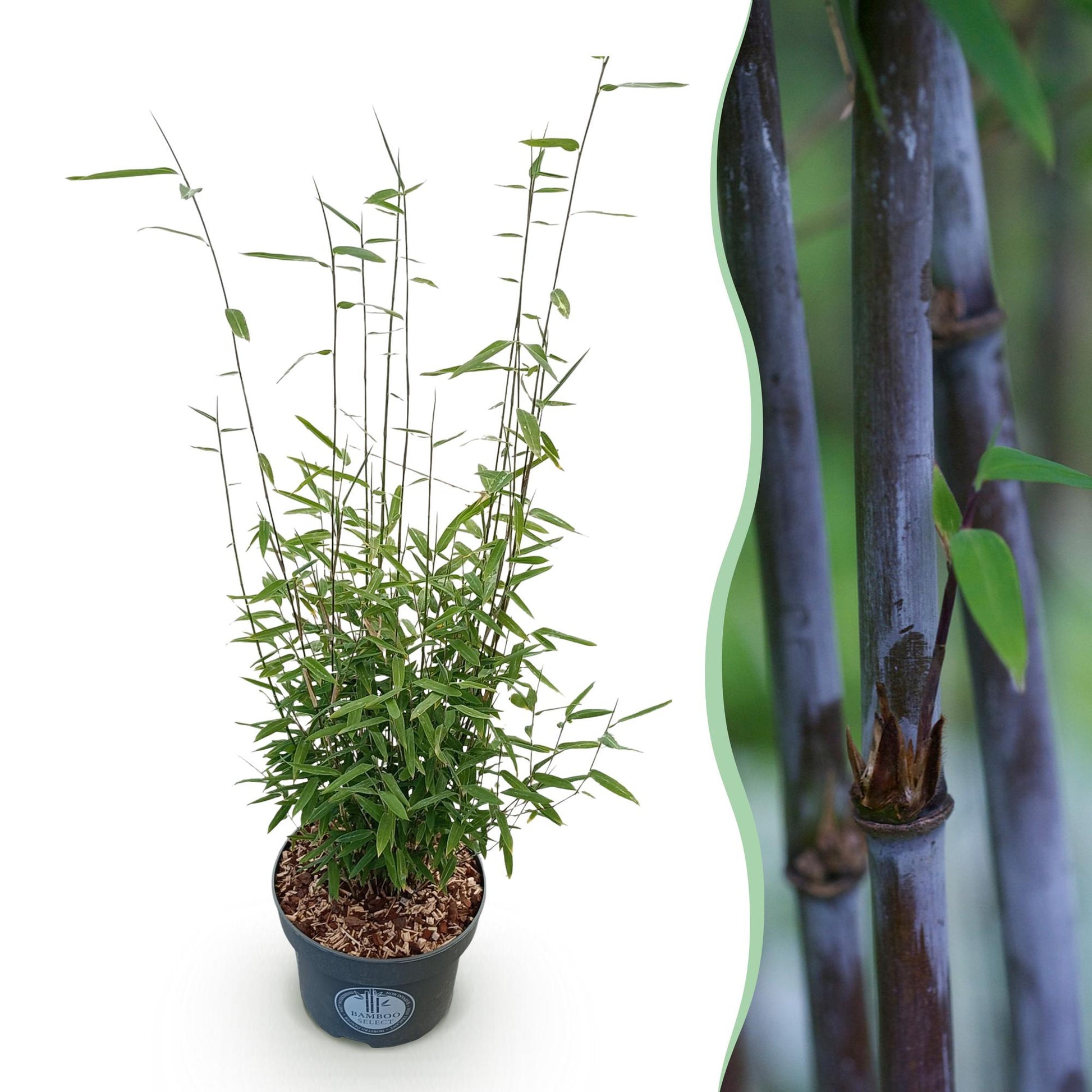 Fargesia nitida Black Dragon : un jeune plant en pot et un gros plan sur ses chaumes foncés.