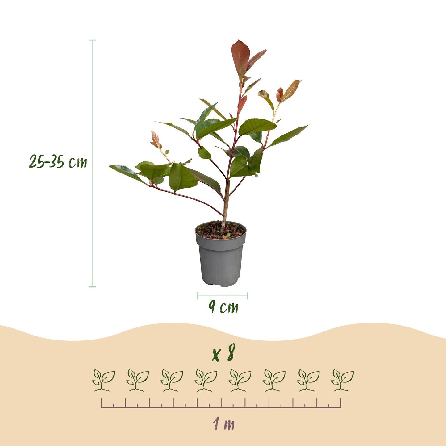 Photinia fraseri Red Robin : illustration montrant un plant en pot, avec sa hauteur (25-35 cm), son diamètre de pot (9 cm) et un repère pour