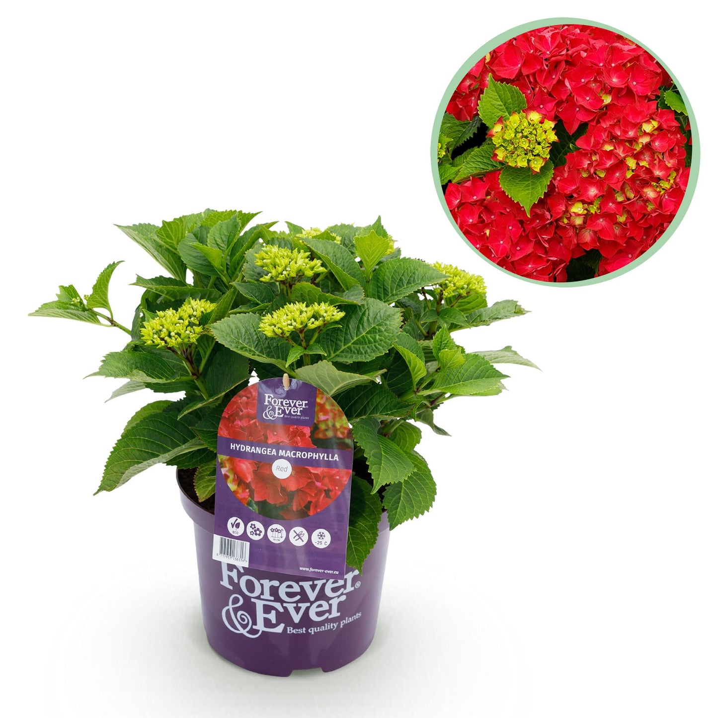 Hortensia Hydrangea Forever & Ever, un plant en pot sur fond blanc, avec un médaillon montrant les fleurs rouges épanouies.