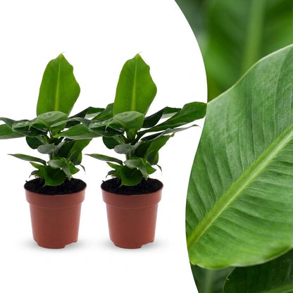 Deux jeunes bananiers nains orientaux Musa Oriental Dwarf en pots de 12cm, avec un gros plan sur le feuillage