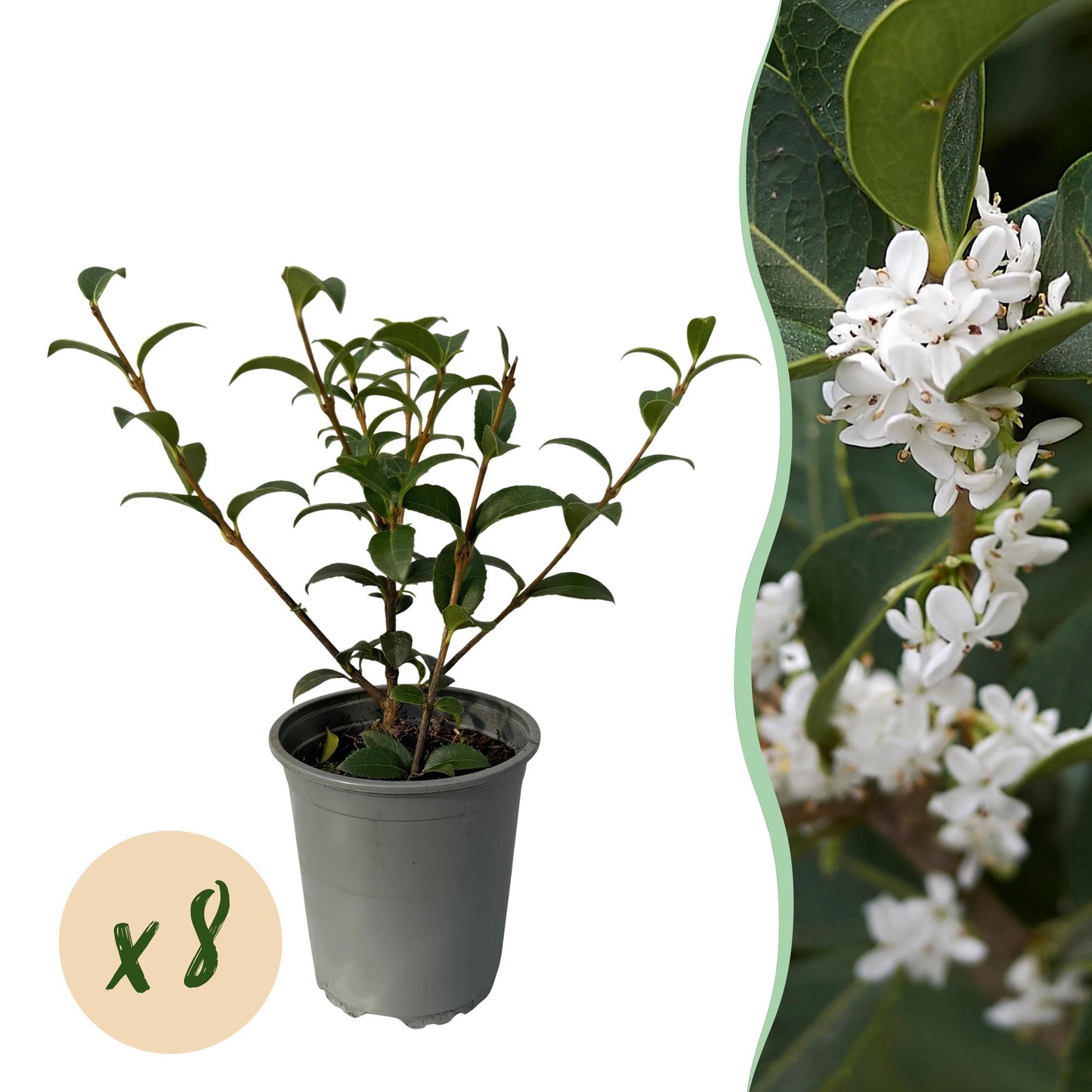 Osmanthus burkwoodii, plant en pot vert sur fond blanc avec une pastille 'x8' indiquant la quantité du lot, et gros plan de ses fleurs blanc