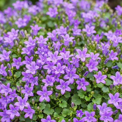 Campanule des murs (Campanula portenschlagiana) : gros plan sur un tapis dense de fleurs violettes en forme de clochettes et de feuilles ver