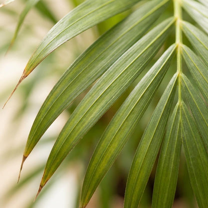 Areca Palm (Dypsis) avec Potter Gris - 100cm - Ø21