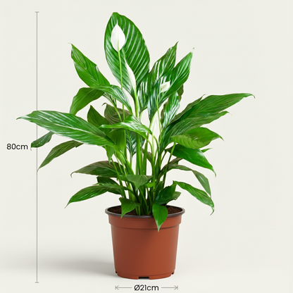 dimension d'une plantes spatiphyllum en pot de 19cm 