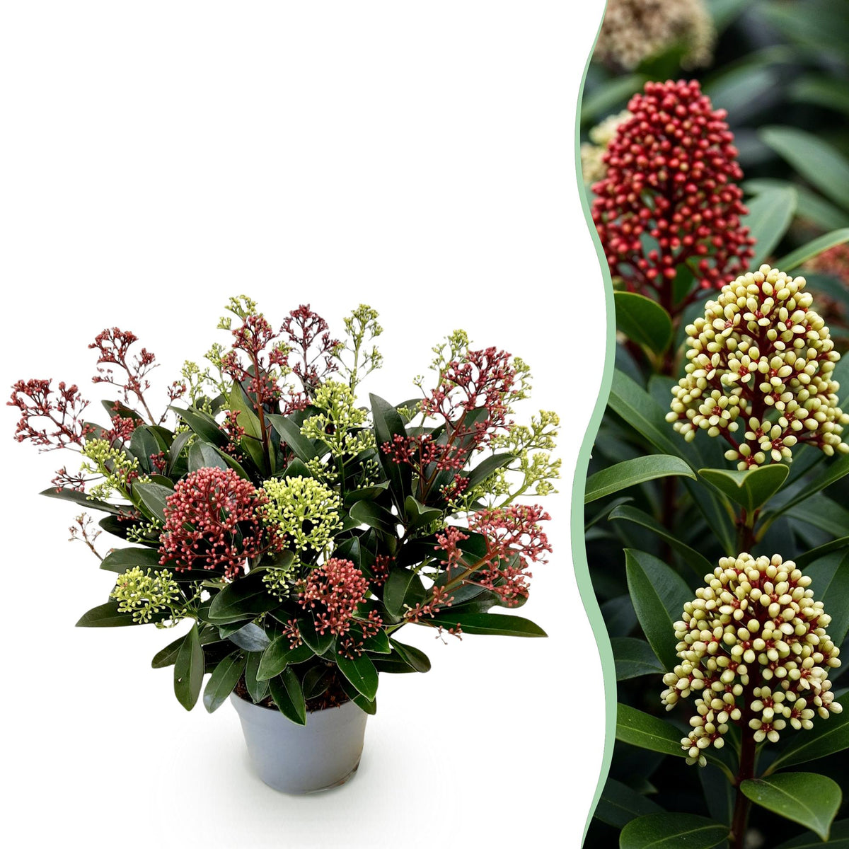 Skimmia 'Festival' en pot de 15 cm et détail du feuillage et des fleurs