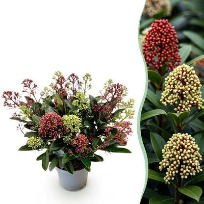 Skimmia 'Festival' en pot de 15 cm et détail du feuillage et des fleurs