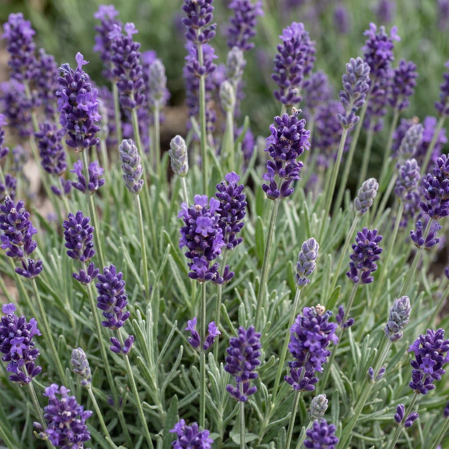 Lavande Munstead. Gros plan sur des fleurs de lavande violettes en épi, avec leur feuillage gris-vert caractéristique, capturant leur textur